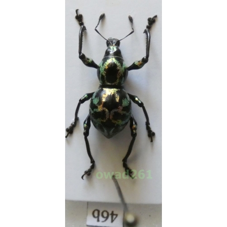 Metapocyrtus proteus Heller, 1921 female Philippines46b